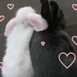 Meet your Posher, Yuwer's sunflower